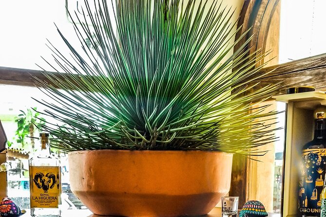 Cabo San Lucas Tequila Tasting Experience - Tips for tasting better, not just faster