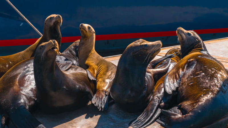 Cabo San Lucas: Tour paseo al Arco + bajada en playa - Glass-Bottom Boat Ride: Reefs, Fish, and Sea Lion Chances