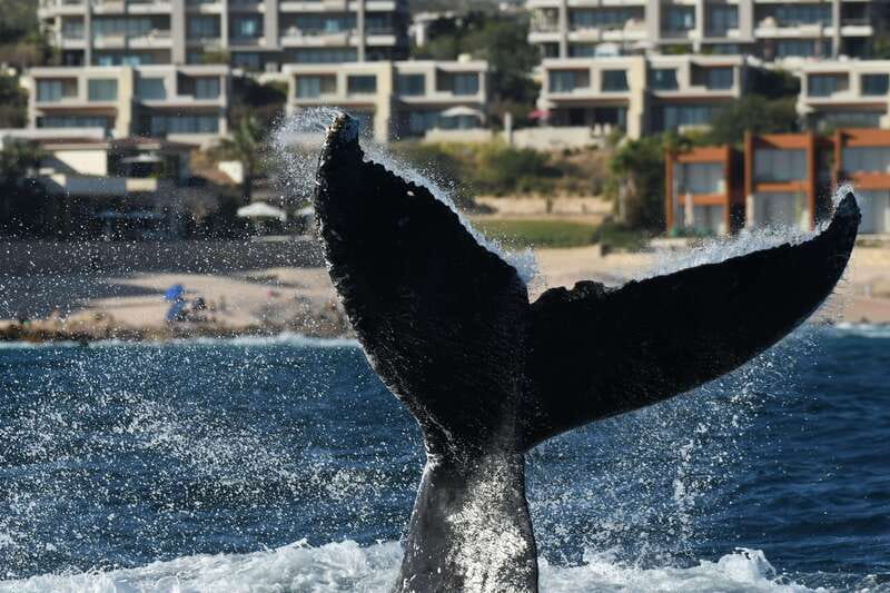 Cabo San Lucas: Up-Close Whale Watching Small-Group Tour - Quick Reality Check: Timing and Meeting Point