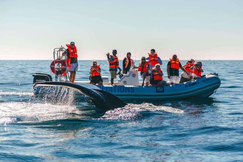 Cabo San Lucas: Up-Close Whale Watching Small-Group Tour - 90 Minutes of Whale Watching With a Guide on the Radio (In Plain Language)