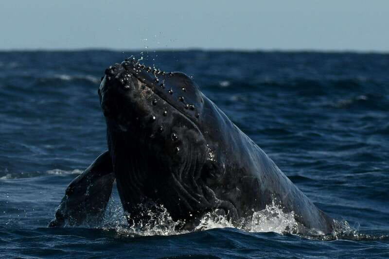 Cabo San Lucas: Up-Close Whale Watching Small-Group Tour - Getting Close Without Pushing Them: The Ethical Part That Matters