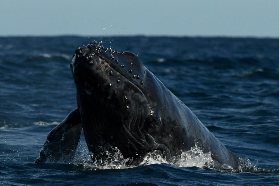 Cabo San Lucas: Up-Close Whale Watching Small-Group Tour - Who This Tour Fits Best, and Who Should Skip It