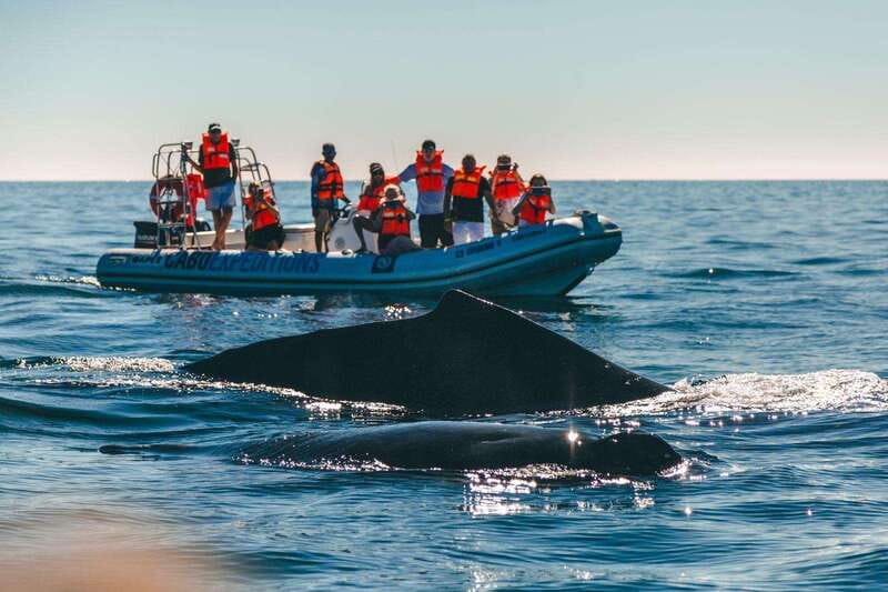 Cabo San Lucas: Up-Close Whale Watching Small-Group Tour - What to Bring for Cabo Sun, Sea Spray, and Quick Motion