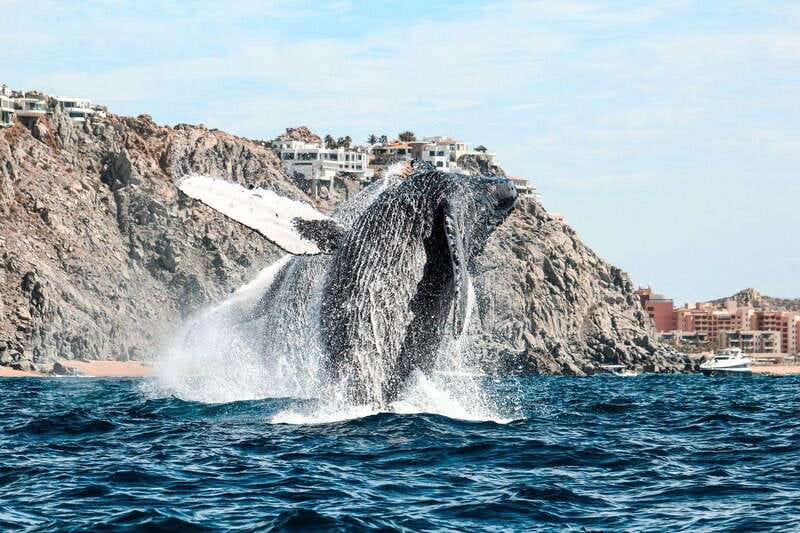 Cabo San Lucas: Up-Close Whale Watching Small-Group Tour - Price in Context: Is $115 Worth It?