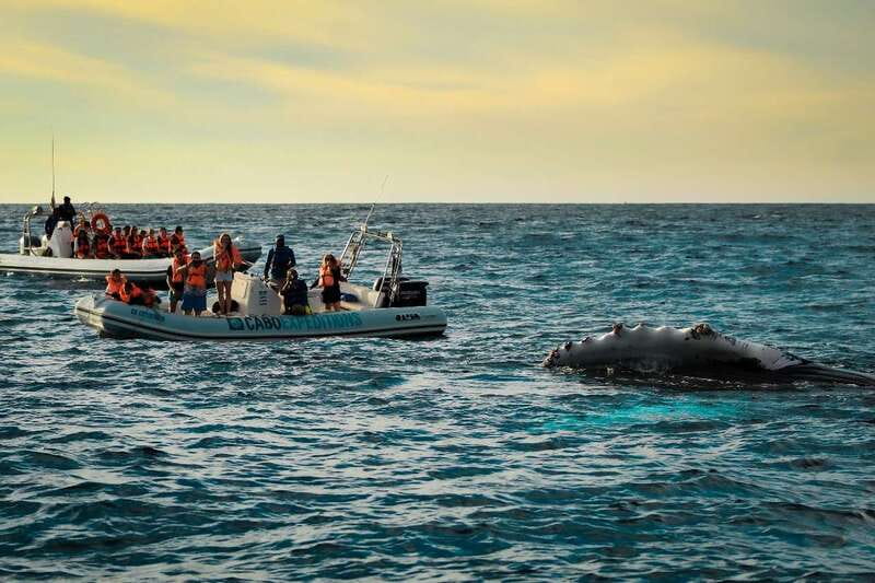 Cabo San Lucas: Up-Close Whale Watching Small-Group Tour - The Quick Push Out to the Water, Then the Real Search