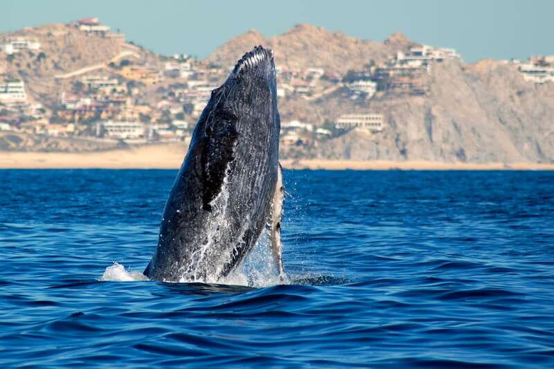Cabo San Lucas: Whale Watching Catamaran Experience - A catamaran viewpoint that makes whale season feel real
