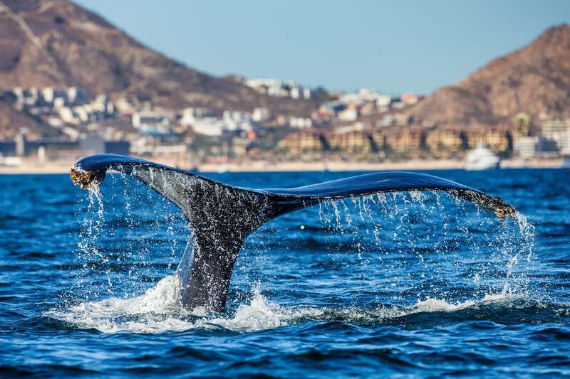 Cabo San Lucas: Whale Watching Catamaran Experience - Price and value: why $101 can make sense here