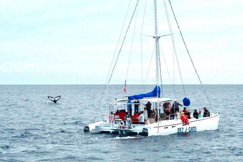 Cabo San Lucas: Whale Watching Catamaran Experience - Getting picked up, then settling into the onboard vibe