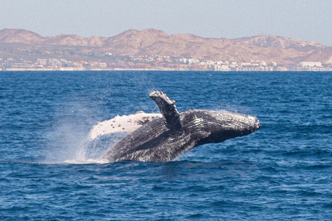 Cabo San Lucas Whale Watching Lunch Cruise - Lunch on the Water: Buffet Food, Cold Drinks, and the On-Deck Pace