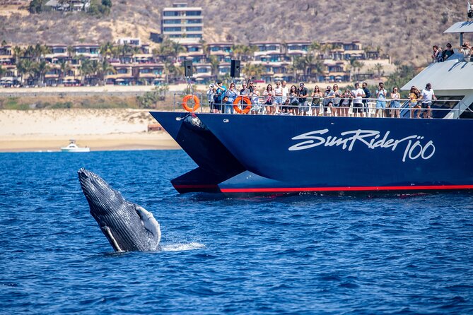 Cabo San Lucas Whale Watching Lunch Cruise - Getting There, Dock Fee, and What to Bring