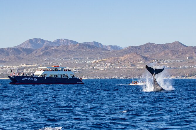 Cabo San Lucas Whale Watching Lunch Cruise - El Arco Photo Time Before You Chase Whales