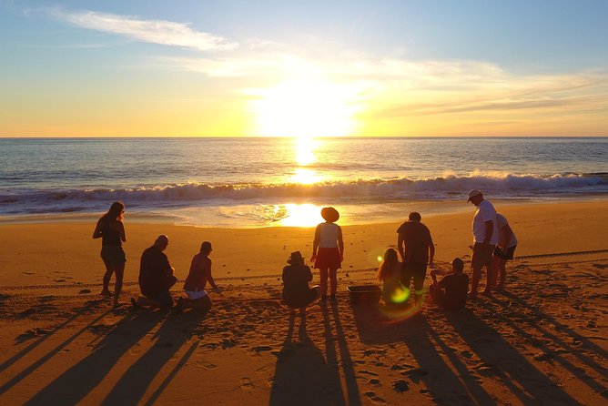 Cabo Turtle Release - Key Points That Make This Turtle Release Worth It