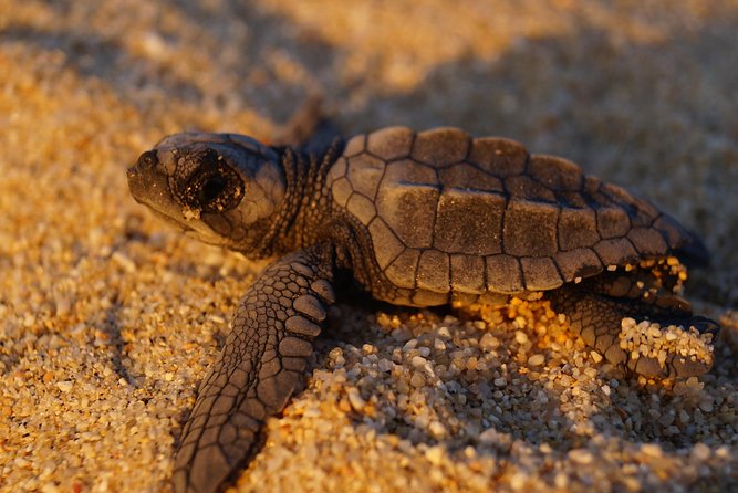 Cabo Turtle Release - Olive Ridley Hatchlings and the Nesting Cycle You Are Supporting