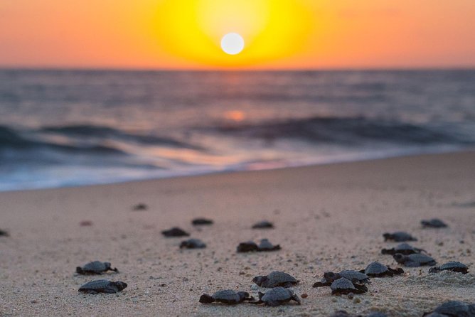 Cabo Turtle Release - What It Feels Like When You Help Hatchlings Start Their Journey