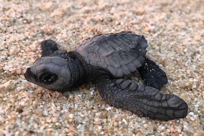 Cabo Turtle Release - The Beach Setting, Sunset Views, and Why the Timing Matters