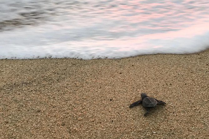 Cabo Turtle Release - Price Value: Is $109 Worth It for a 3-hour Cabo Experience?