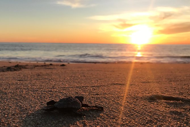 Cabo Turtle Release - The 4:00 pm Meetup and the Round-Trip Convenience That Saves Your Energy