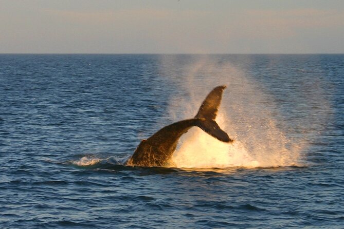 Cabo Whale Watch Three-Level Vessel and Majestic Arch - El Arco de Cabo San Lucas Stop: That Iconic Photo Moment