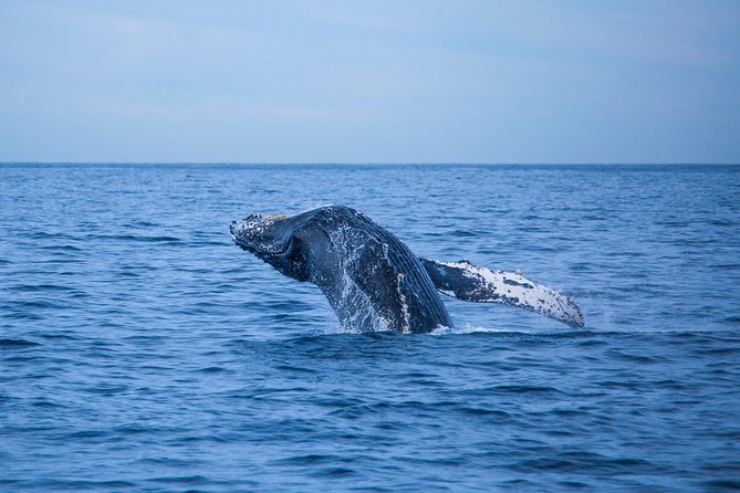 Cabo Whale Watch Three-Level Vessel and Majestic Arch - Whale Search in 2 Hours: What You Can Expect