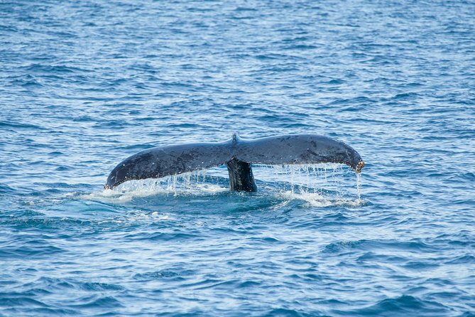 Cabo Whale Watch Three-Level Vessel and Majestic Arch - Where to Stand on a Three-Level Vessel for Better Whale Sightings