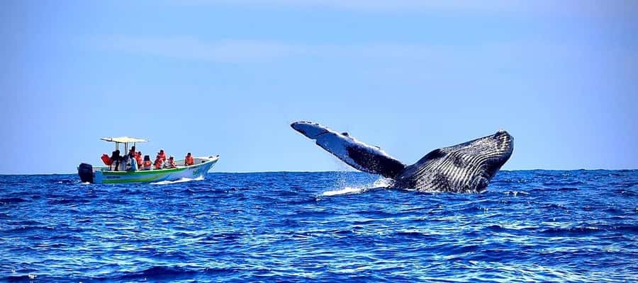 Cabo: Whale-Whatching Boat Trip w/ All-Women Crew and Photos - The 2-Hour Flow: Arch Photo Stop to Humpback Hunt