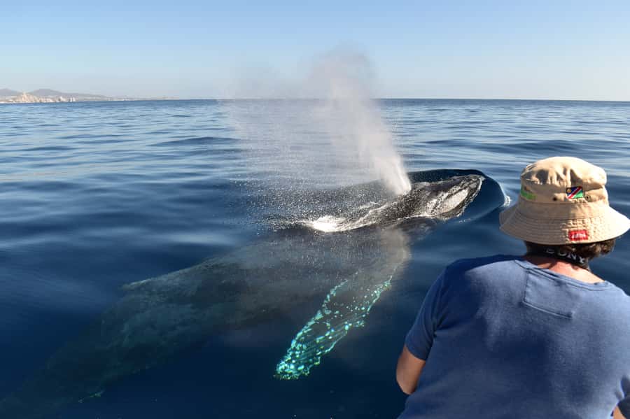 Cabo: Whale-Whatching Boat Trip w/ All-Women Crew and Photos - Guaranteed Sightings, Second Trip Free, and Your Real Value