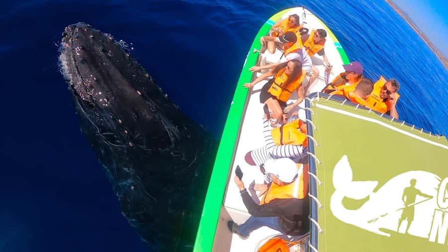 Cabo: Whale-Whatching Boat Trip w/ All-Women Crew and Photos - Photos Included: How They Help Without Taking Over Your Trip