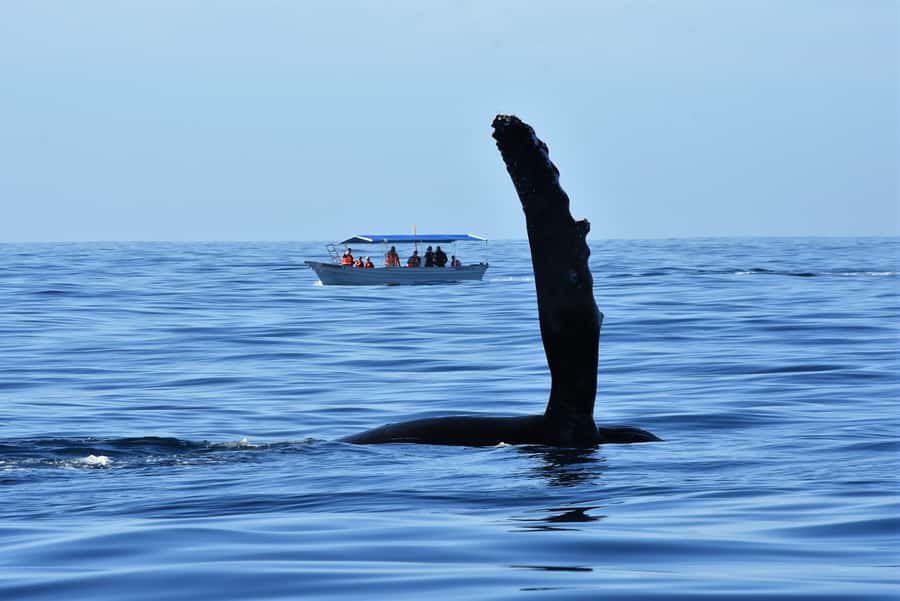 Cabo: Whale-Whatching Boat Trip w/ All-Women Crew and Photos - What You Might See Besides Whales