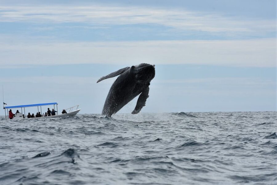 Cabo: Whale-Whatching Boat Trip w/ All-Women Crew and Photos - Who This Tour Fits Best (and Who Should Skip It)