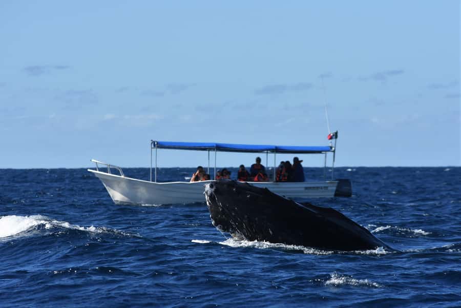 Cabo: Whale-Whatching Boat Trip w/ All-Women Crew and Photos - Price and Logistics: Is $91 Worth It for 2 Hours?