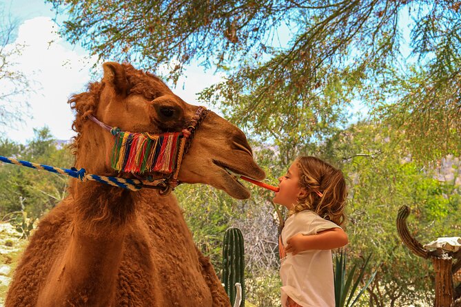 Camel Ride in the Canyon + Thrilling Water-Slides & Snacks - What You Pay: The $110 Tour Price Plus the $25 Park Entry Fee