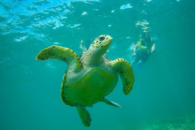 Cancun Adventure: Reef Snorkeling & Parasailing Experience - Your Four Snorkel Stops: MUSA, Shipwreck, Coral Reef, and Turtle Encounters