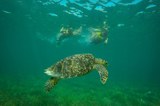 Cancun Adventure: Reef Snorkeling & Parasailing Experience - Timing, Pickup, and How to Avoid the Common Friction Points