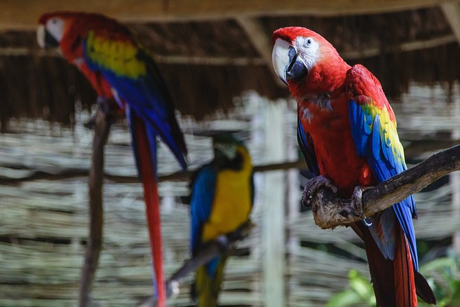 Cancun Extreme Zipline Canopy Tour - Extreme add-ons: Superman-style zipline, bungee, and other options