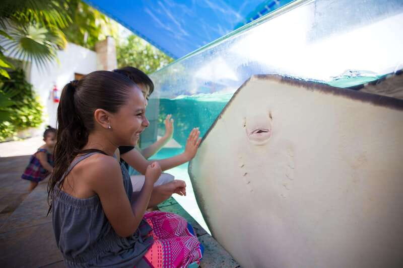 Cancún Interactive Aquarium Admission + Dolphin Presentation - Touch Tanks With Rays, Starfish, and Urchins