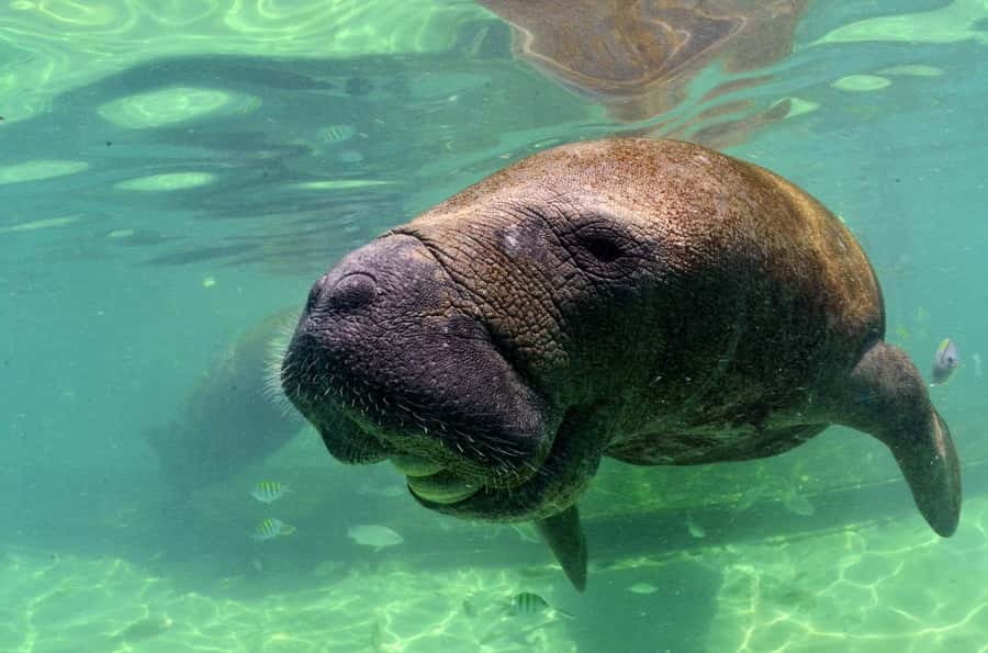 Cancún: Manatee Encounter on Isla Mujeres with Buffet Lunch - The manatee encounter on Isla Mujeres: what you’re actually signing up for