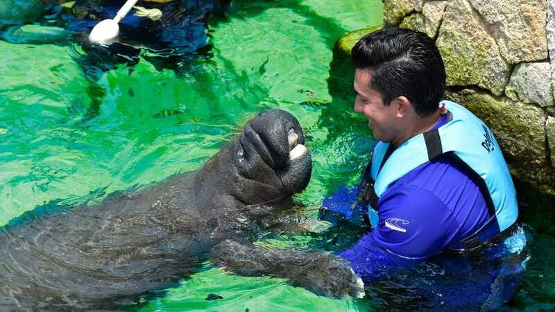 Cancún: Manatee Encounter on Isla Mujeres with Buffet Lunch - Photos and electronics rules: plan for memory, not screen time