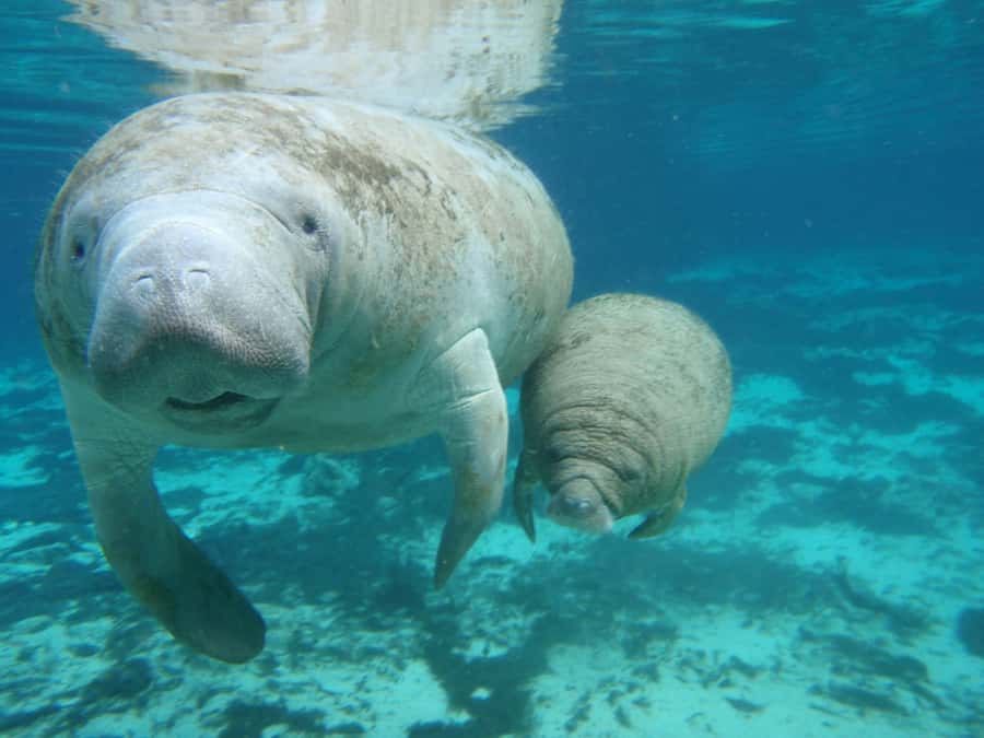 Cancún: Manatee Encounter on Isla Mujeres with Buffet Lunch - Lunch and soft drinks: when you eat, and how it fits the day