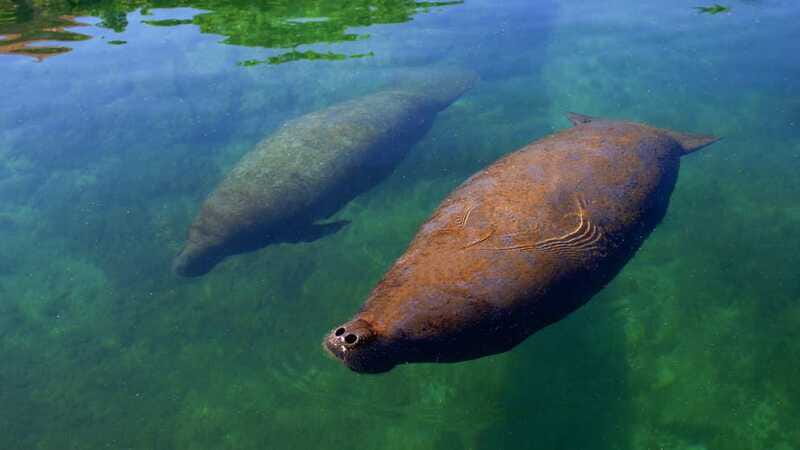 Cancún: Manatee Encounter on Isla Mujeres with Buffet Lunch - Price and true value: what $55 turns into