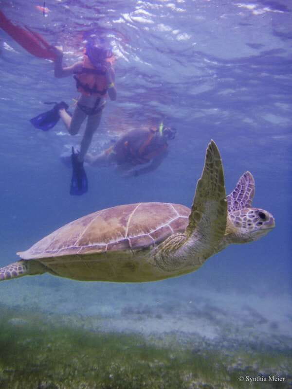 Cancun: Marine Turtle Observation in Akumal - Key Points Before You Go
