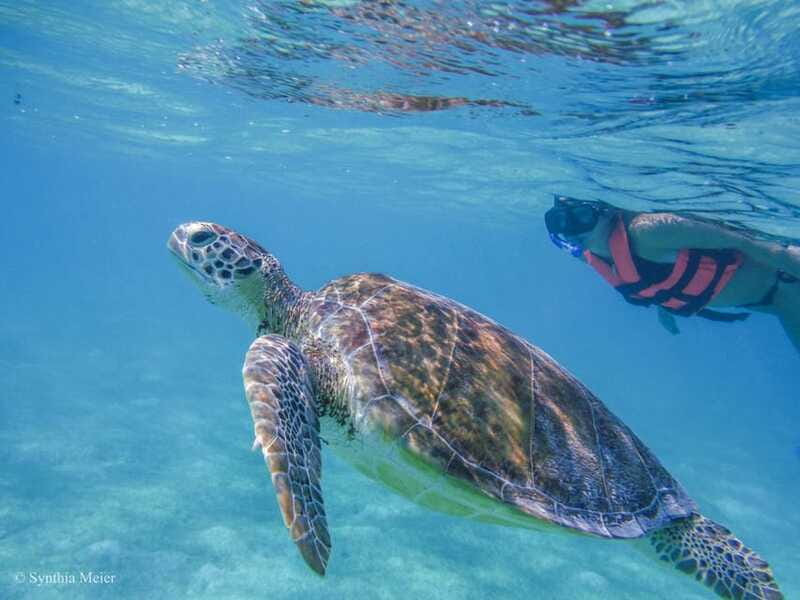Cancun: Marine Turtle Observation in Akumal - Snorkeling at the Cenote: Crystal Water, Plus One Caveat
