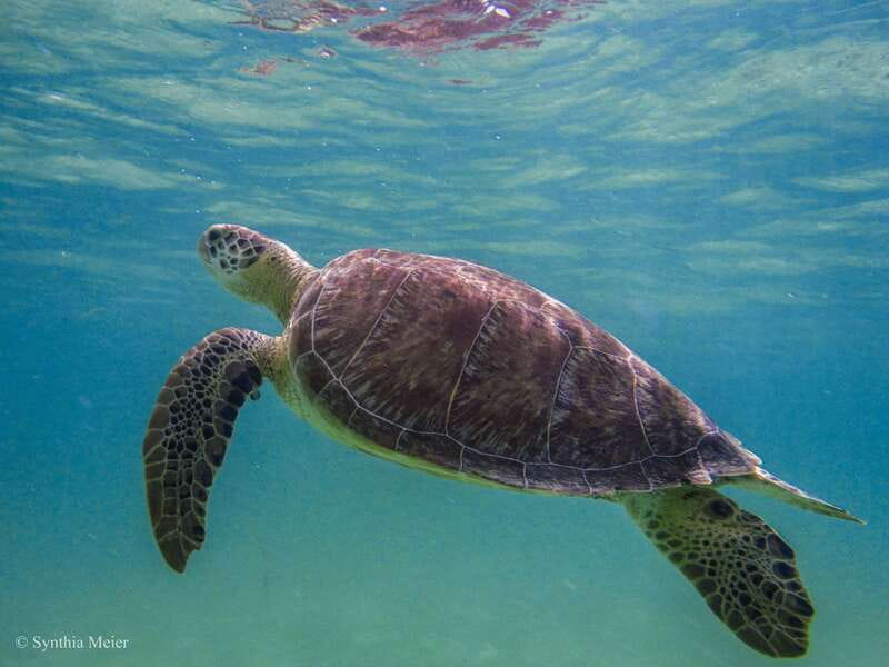 Cancun: Marine Turtle Observation in Akumal - Snacks, Timing, and Why Basic Food Still Works