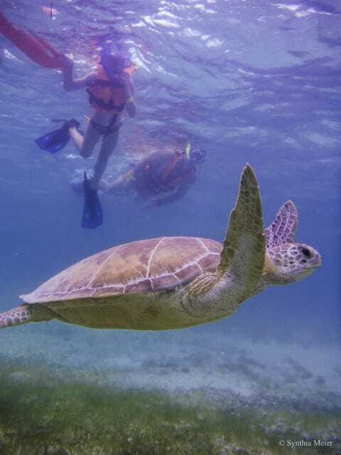 Cancun: Marine Turtle Observation in Akumal - Transportation and Group Dynamics: When Crowds Affect the Magic