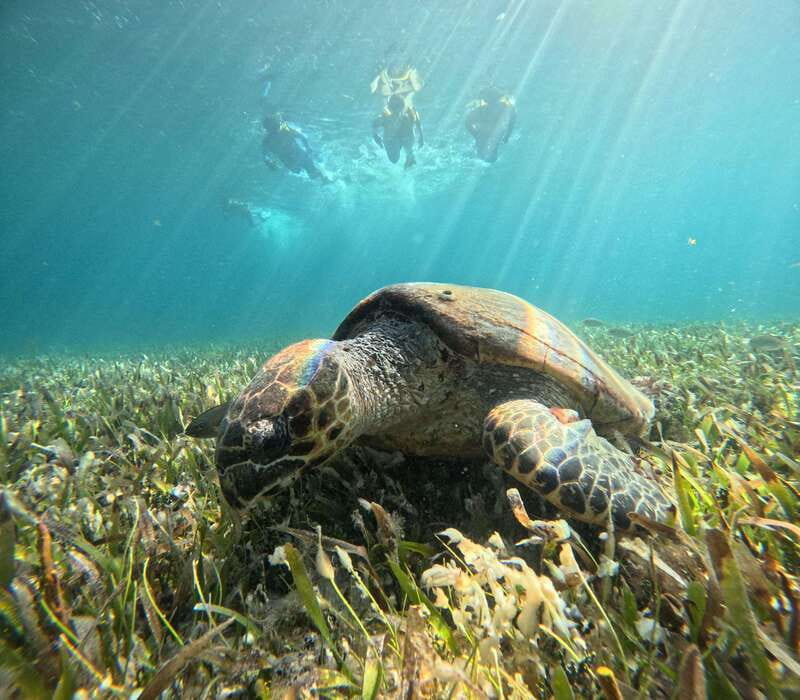 Cancun: Snorkeling Boat Tour with Gear - El Meco Coral Reef: Shallow Water and Fish Schools