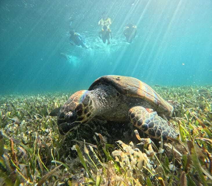 Cancun: Snorkeling Boat Tour with Gear - Underwater Cenotes That Start at the Sea Surface