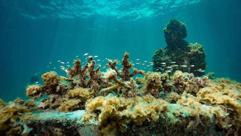 Cancun: Snorkeling Tour at MUSA The Underwater Museum - Should You Book Cancun Snorkeling at MUSA?