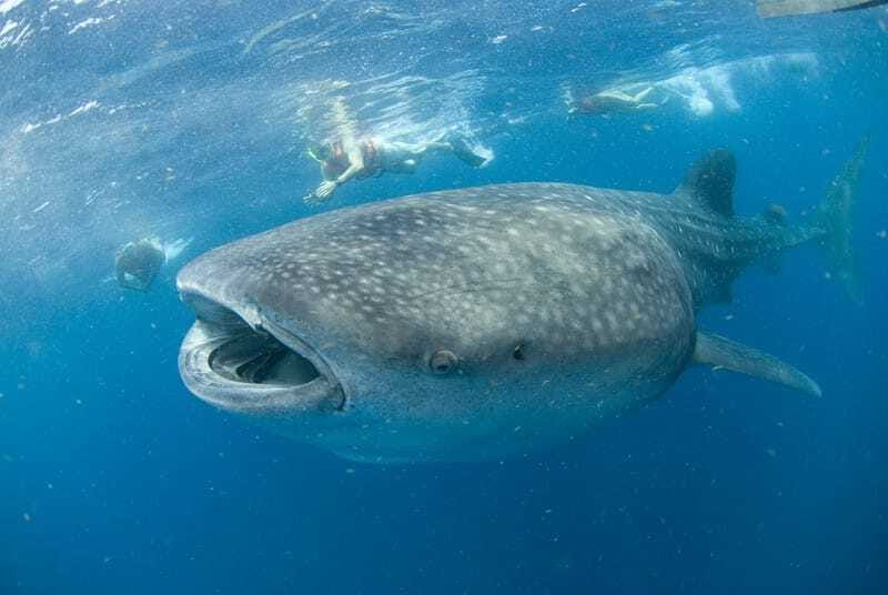 Cancún: Swim with Whale Sharks - Getting to Marina Xtabay early, then out on the water