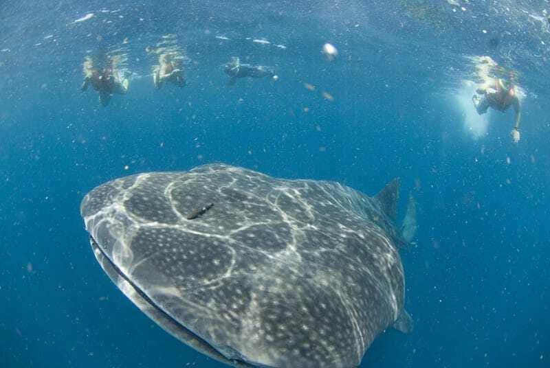 Cancún: Swim with Whale Sharks - Speedboat time and the Isla Mujeres stop that sets the pace