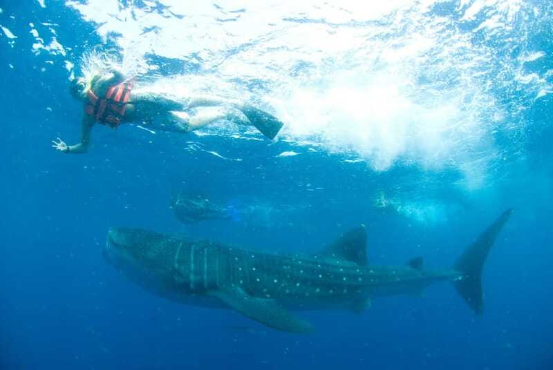 Cancún: Swim with Whale Sharks - Lunch on the water, plus that refreshing second swim