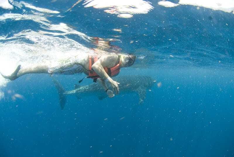 Cancún: Swim with Whale Sharks - Price and value: what $160 really buys, and what costs extra